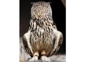 Wie und warum verdrehen Eulen ihren Kopf?