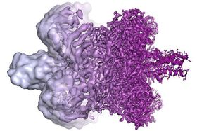 Chemie-Nobelpreis für Kryo-Elektronenmikroskopie