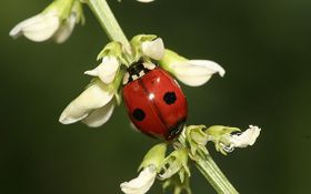 Dramatisches Insektensterben