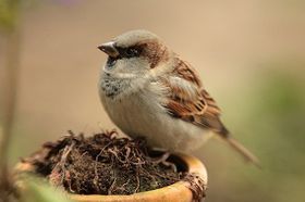 Nach den Insekten auch die Vögel