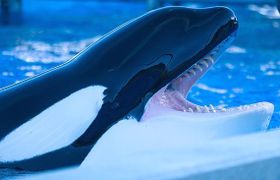 Orcas: Leid durch Zahnschmerzen