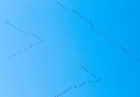 Warum bleiben Zugvögel nicht im Süden?