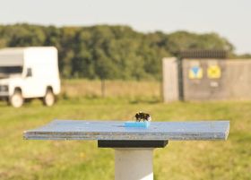 Clever! Hummeln optimieren Flugrouten