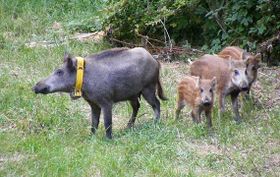 Schlaue Schweine