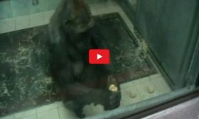 Was Gorillas mit einem schmutzigen Apfel machen