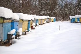 Wie verbringen die Bienen die "Feiertage"?