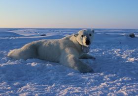 Der Klimawandel zehrt buchstäblich am Eisbär