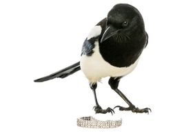 Sind Elstern diebisch?