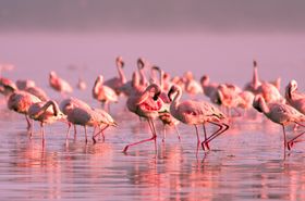 Flamingos pflegen treue Freundschaften