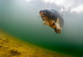 Wie Fische entlegene Gewässer besiedeln