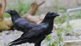 Wie großzügig sind Rabenvögel?