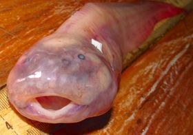 Quecksilber: Tote Fische belasten die Tiefe