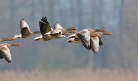 Wandernde Tiere leben schneller