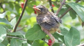 Warum werfen Vogeleltern ihre Jungen aus dem Nest?