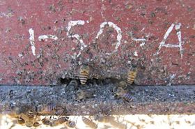Bienen bekämpfen Hornissen mit Mist