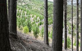 Der Preis der Wälder