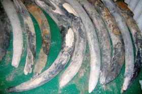 Schiffbrüchiges Elfenbein gibt Geheimnisse preis