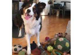Wie schnell können Hunde Wörter lernen?