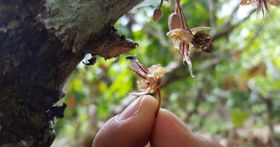Welche Insekten bestäuben Kakaopflanzen?