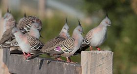 Wie viele Vögel gibt es auf der Welt?