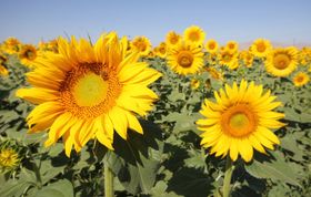 Warum blicken Sonnenblumen nach Osten?