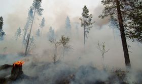 Mit Ziegen, Schafen und Co gegen die Waldbrandgefahr