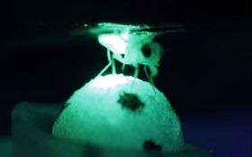 Bekommen Insekten vor Angst Herzklopfen?