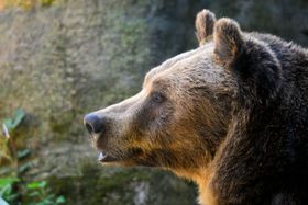 Clever berechnet: Wo Bär und Co wandern