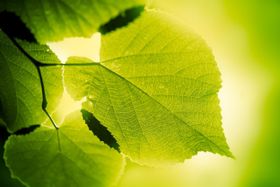 Wie Pflanzen uns beim Klimawandel Zeit verschaffen