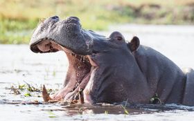 Flusspferde grunzen mit Bedeutung