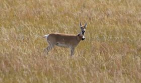Lebensreise: Gazelle legt über 18.000 Kilometer zurück