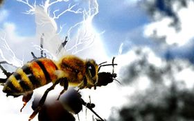 Wie Insekten die Luft aufladen