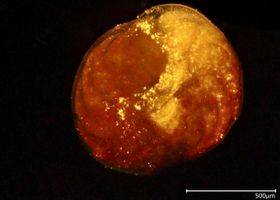 In „Bio-Sand“ wird Plastik eingebaut