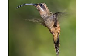Kolibris: Flugleistung dank Gen-Verlust