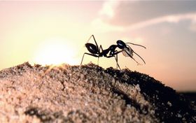 Geheimnisvolles Insekten-Kalkül
