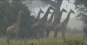 Giraffen: Mehr Gefahr durch Regen als Hitze