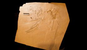 145 Millionen Jahre alter Flugsaurier aus Bayern