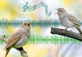 Nachtigall: Rivalen mit Stimmgabel-Effekt