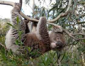 Koalas in Gefahr