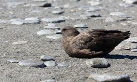 Vogelgrippe H5N1 hat die Antarktis erreicht