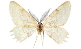 Mysteriöser Schmetterling entdeckt
