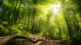 Renaturierte Wälder könnten tatsächlich große Mengen CO2 speichern