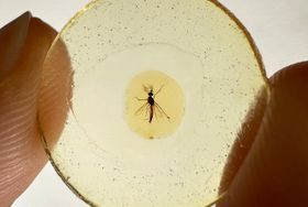 Rekordalte Stechmücken sorgen für Überraschung