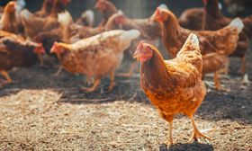Wie UV-Licht im Hühnerstall Antibiotika ersetzen soll