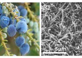 Geheimnis blauer Fruchtfarbe gelüftet