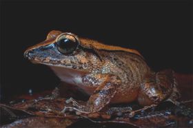 Ultra-hohe Frosch-Schreie