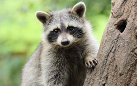 Waschbären: Gefahr für heimische Amphibien?