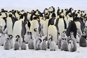 Wie sich Pinguine besser zählen lassen