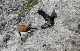 Erfolg beim Bartgeier-Comeback