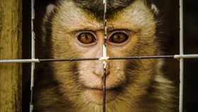 KI als Ersatz für Tierversuche?